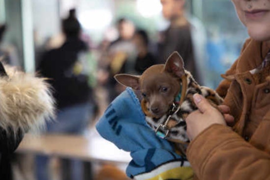 Over 500 Pets in Pima County Receive Free Vaccines and Microchips in PACC’s Health Initiative