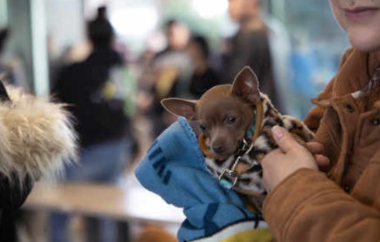 Over 500 Pets in Pima County Receive Free Vaccines and Microchips in PACC’s Health Initiative