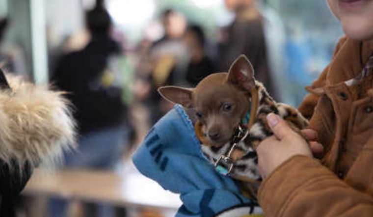 Over 500 Pets in Pima County Receive Free Vaccines and Microchips in PACC’s Health Initiative