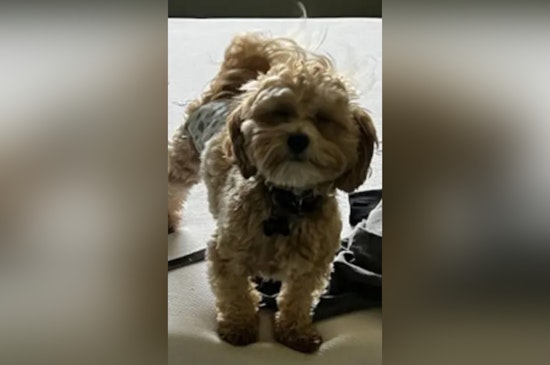 Pasco Sheriff’s Office Seeks Help After Dog Goes Missing from Stolen Car in Port Richey