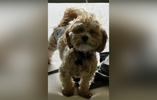 Pasco Sheriff’s Office Seeks Help After Dog Goes Missing from Stolen Car in Port Richey