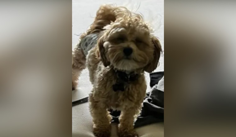 Pasco Sheriff’s Office Seeks Help After Dog Goes Missing from Stolen Car in Port Richey