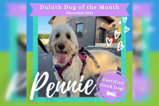 Pennie the Goldendoodle Wins Duluth's Dog of the Month for Environmental Stewardship