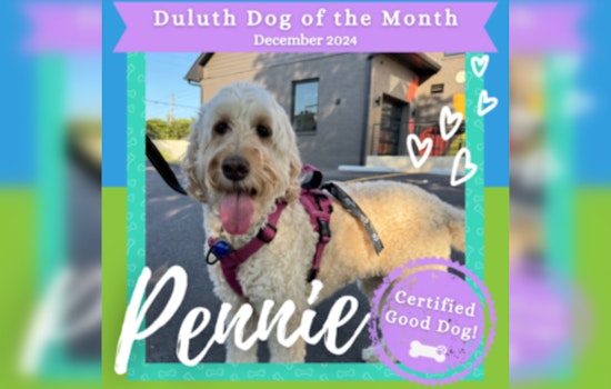 Pennie the Goldendoodle Wins Duluth's Dog of the Month for Environmental Stewardship