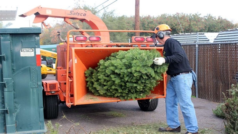 Phoenix Offers Free Composting for Live Christmas Trees and Greenery to Promote Sustainability