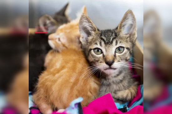Pima Animal Care Center Confirms Cats Free of H5N1 Avian Flu Amid Rising Concerns