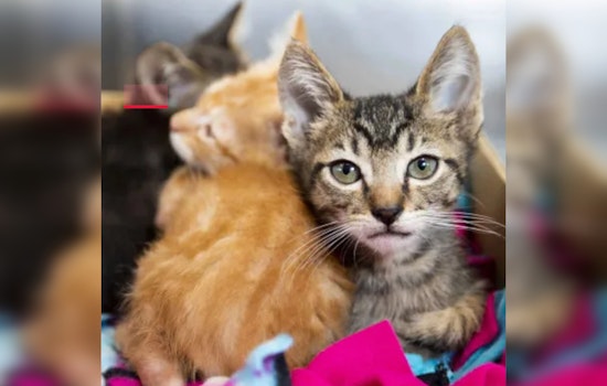 Pima Animal Care Center Confirms Cats Free of H5N1 Avian Flu Amid Rising Concerns