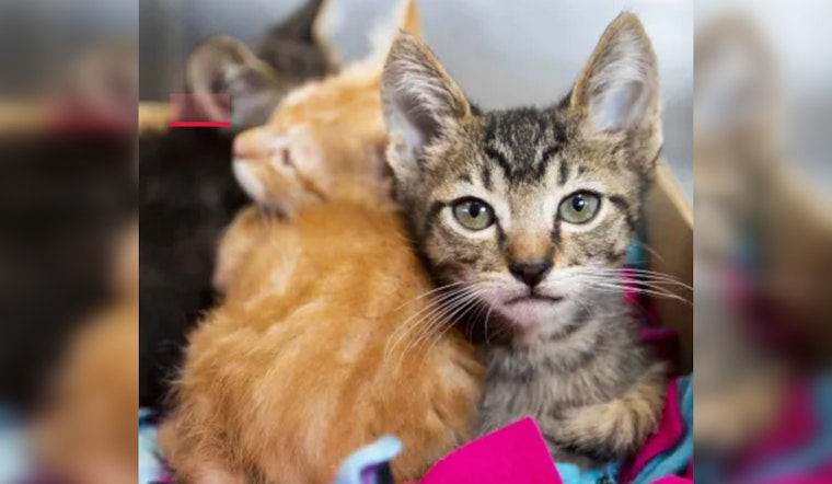 Pima Animal Care Center Confirms Cats Free of H5N1 Avian Flu Amid Rising Concerns