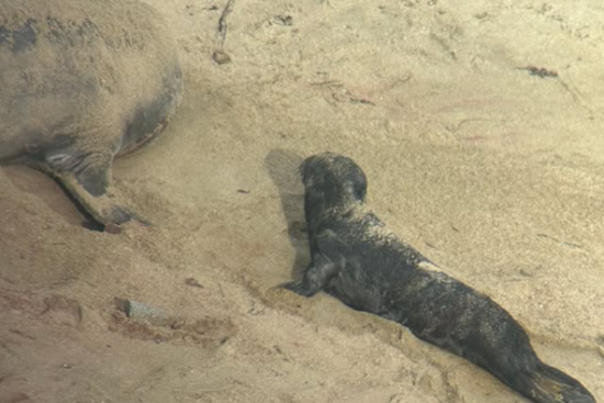 Point Reyes National Seashore Celebrates Arrival of Season's First Elephant Seal Pup
