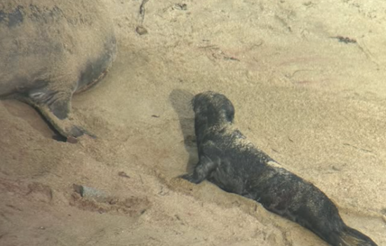 Point Reyes National Seashore Celebrates Arrival of Season's First Elephant Seal Pup