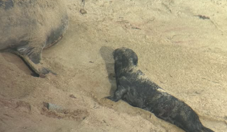 Point Reyes National Seashore Celebrates Arrival of Season's First Elephant Seal Pup