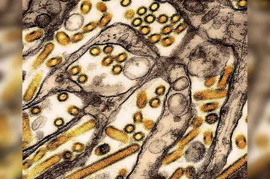 Northwest Naturals of Portland Initiates Recall Amid Avian Flu Outbreak Linked to Feline Death
