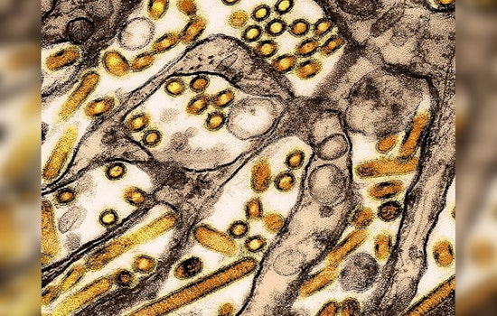 Northwest Naturals of Portland Initiates Recall Amid Avian Flu Outbreak Linked to Feline Death