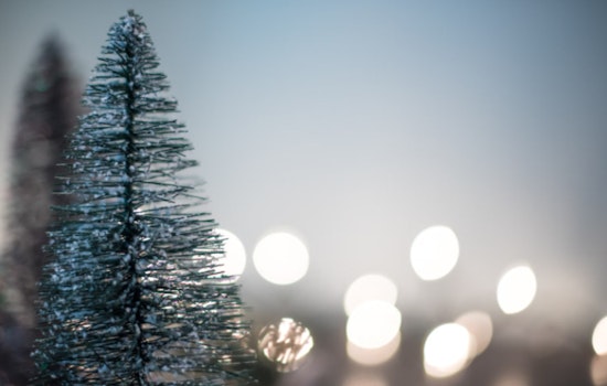 Post-Holiday Recycling, Metro Detroit and Lansing Offer Multiple Christmas Tree Disposal Options