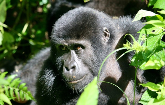 Primatologists Explore Whether Apes Possess the Ability to Ask Questions