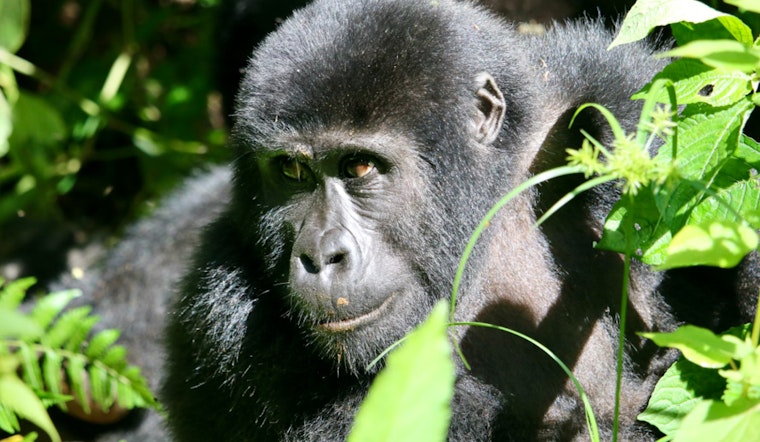 Primatologists Explore Whether Apes Possess the Ability to Ask Questions