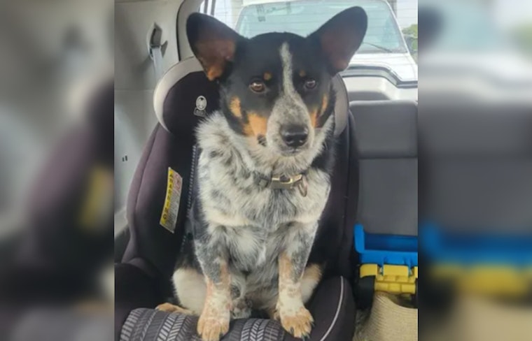 Racine County Sergeant Rescues Severely Injured Corgi from Roadway After Hit-and-Run Near Union Grove