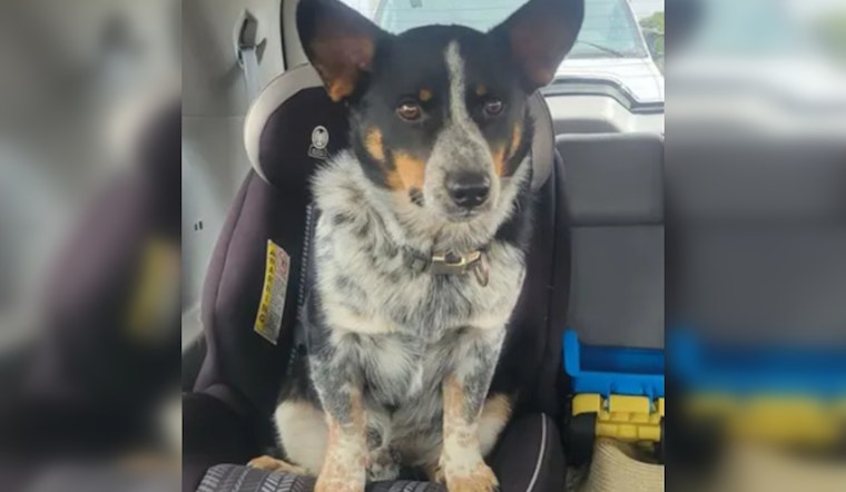 Racine County Sergeant Rescues Severely Injured Corgi from Roadway After Hit-and-Run Near Union Grove