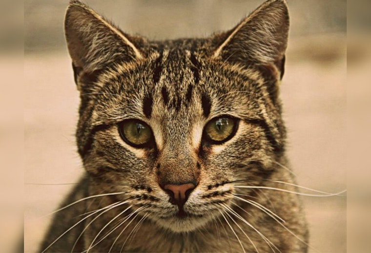 Raw Pet Food Recall by Northwest Naturals Amid Bird Flu Concerns After Oregon Cat's Death