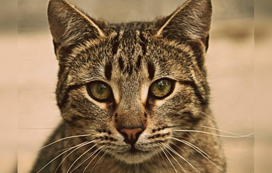 Raw Pet Food Recall by Northwest Naturals Amid Bird Flu Concerns After Oregon Cat's Death