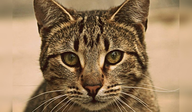 Raw Pet Food Recall by Northwest Naturals Amid Bird Flu Concerns After Oregon Cat's Death
