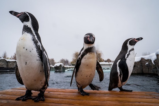 Revamped $5 Million Penguin Exhibit Reopens at Milwaukee County Zoo with State-of-the-Art Upgrades