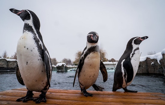 Revamped $5 Million Penguin Exhibit Reopens at Milwaukee County Zoo with State-of-the-Art Upgrades