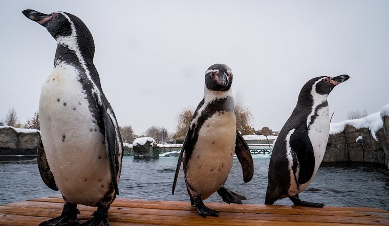 Revamped $5 Million Penguin Exhibit Reopens at Milwaukee County Zoo with State-of-the-Art Upgrades