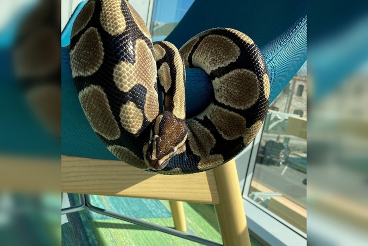 Round Rock Public Library Honors Retiring Ball Python Rocksssanne After 25 Years of Educational Service