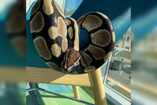 Round Rock Public Library Honors Retiring Ball Python Rocksssanne After 25 Years of Educational Service