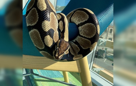 Round Rock Public Library Honors Retiring Ball Python Rocksssanne After 25 Years of Educational Service