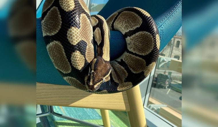 Round Rock Public Library Honors Retiring Ball Python Rocksssanne After 25 Years of Educational Service