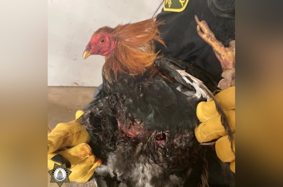 Sacramento Sheriff Uncovers Large Bird Fighting Ring