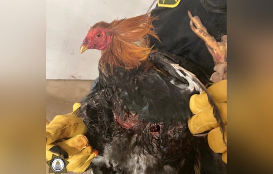 Sacramento Sheriff Uncovers Large Bird Fighting Ring