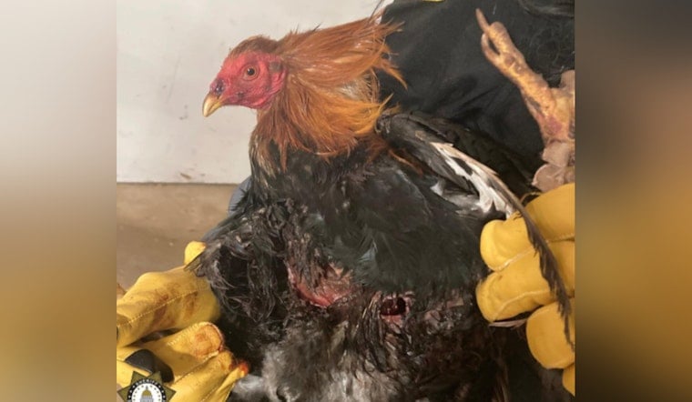 Sacramento Sheriff Uncovers Large Bird Fighting Ring