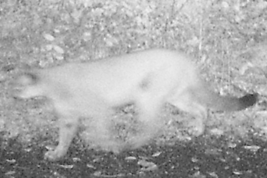 Salem Community Alert: Cougar Spotted at Minto-Brown Island Park, Caution Urged
