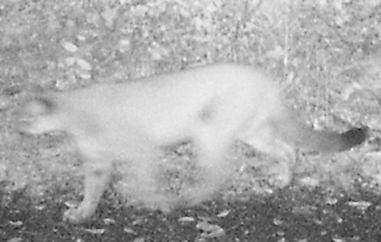 Salem Community Alert: Cougar Spotted at Minto-Brown Island Park, Caution Urged