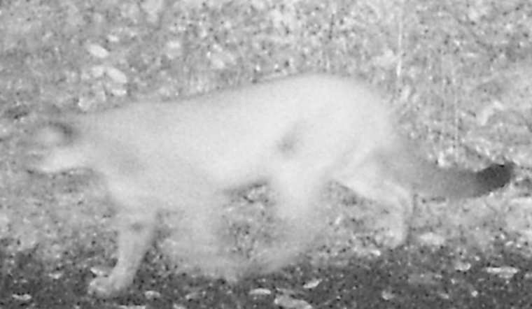 Salem Community Alert: Cougar Spotted at Minto-Brown Island Park, Caution Urged
