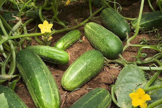 Salmonella Scare Strikes States with 68 Sick as Cucumbers Culprit in Nationwide Recall