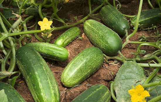 Salmonella Scare Strikes States with 68 Sick as Cucumbers Culprit in Nationwide Recall