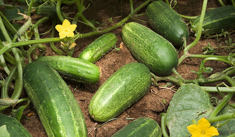 Salmonella Scare Strikes States with 68 Sick as Cucumbers Culprit in Nationwide Recall