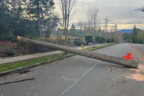 Sammamish Sets Up Special Permitting Service Desk to Aid Storm Recovery Efforts