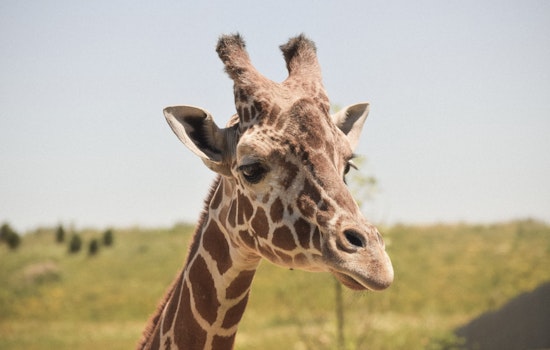 San Antonio Zoo Welcomes Waffles the Giraffe, Bolstering Conservation Efforts