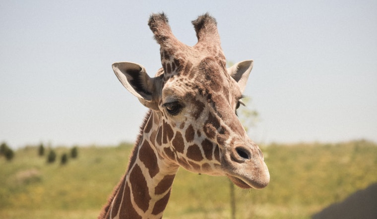 San Antonio Zoo Welcomes Waffles the Giraffe, Bolstering Conservation Efforts