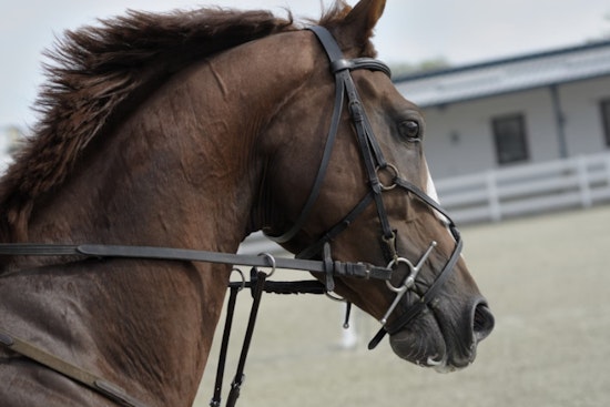 San Antonio's Historic Horse-Drawn Carriages at Crossroads Ahead of City Council Vote