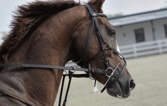 San Antonio's Historic Horse-Drawn Carriages at Crossroads Ahead of City Council Vote
