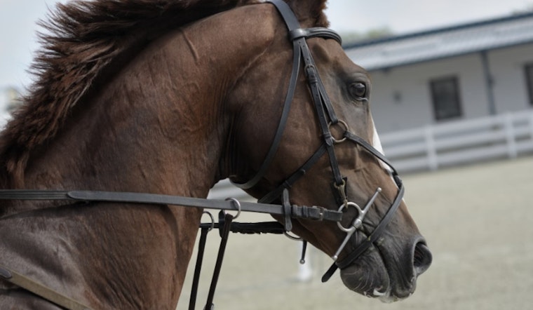 San Antonio's Historic Horse-Drawn Carriages at Crossroads Ahead of City Council Vote