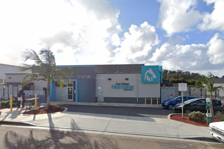 San Diego Humane Society Seeks Homes for 135 Guinea Pigs, 51 Rescued After Owner's Death in Ocean Beach