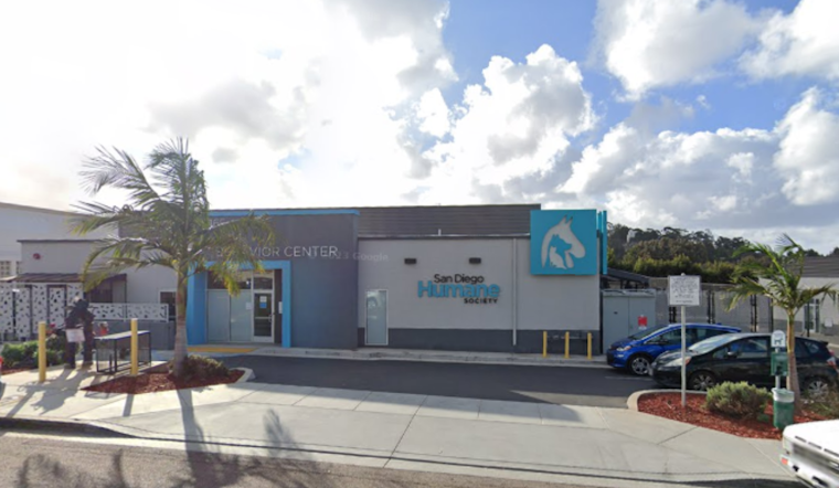 San Diego Humane Society Seeks Homes for 135 Guinea Pigs, 51 Rescued After Owner's Death in Ocean Beach