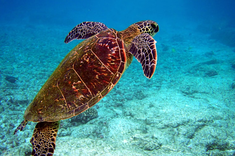 Sea Turtle Inc. to Celebrate the Release of Rehabilitated Atlantic Green Sea Turtles Near South Padre Island